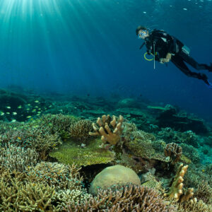 Diver facing camera above a dense hard-coral reef, Komodo, Indonesia