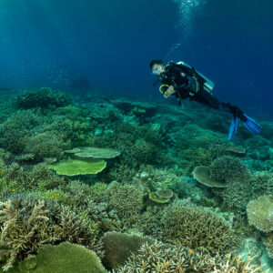 Diver looking at the camera over a green-tinted coral flat, Komodo, Indonesia