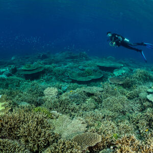 Diver swimming high over a coral plain with yellow foliose coral, Komodo, Indonesia