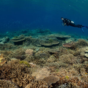 Diver in mid-water above a hard-coral plain, darker foreground, Komodo, Indonesia