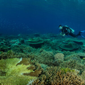 Diver approaching above a yellow-green foliose coral, Komodo, Indonesia