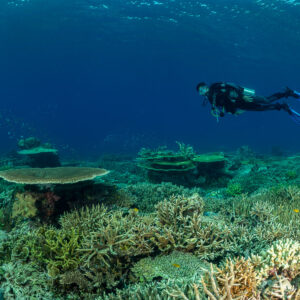 Diver swimming over table corals with a fish school behind, Komodo, Indonesia