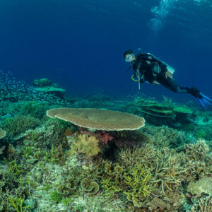 Diver over a table coral with a fish school at left, Komodo, Indonesia