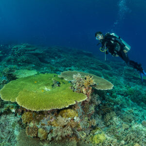 Diver above a large green table coral, Komodo, Indonesia
