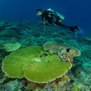 Diver close above a large green table coral, tighter framing, Komodo, Indonesia