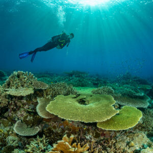 Diver under sun rays above green table corals, Komodo, Indonesia
