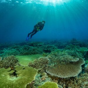 Diver descending toward table corals, vertical framing, Komodo, Indonesia