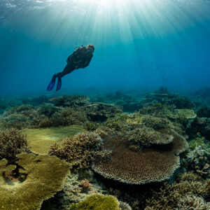 Diver silhouetted under a sunburst above table corals, Komodo, Indonesia