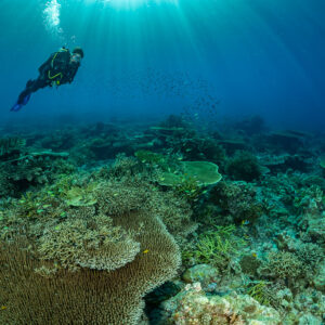 Diver above a coral plain, large table coral in foreground, Komodo, Indonesia