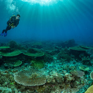 Diver with bubbles above scattered green table corals, Komodo, Indonesia