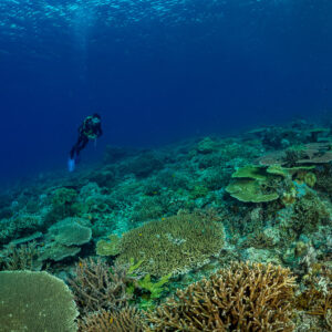 Distant diver over a wide hard-coral reef in blue water, Komodo, Indonesia