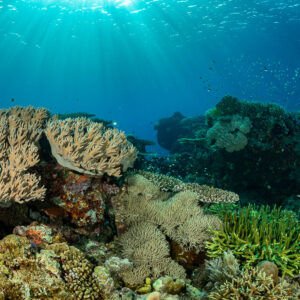 Coraux cuir et coraux branchus sur un récif sous les rayons du soleil, Komodo, Indonésie