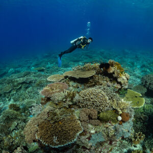 Diver above a small coral pinnacle on a reef flat, Komodo, Indonesia