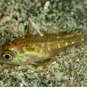 Golden cardinalfish resting on sand at night, side view, Komodo, Indonesia
