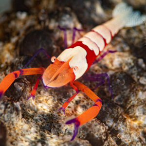 Emperor shrimp perched on its host, close-up, Komodo, Indonesia