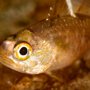 Frostfin cardinalfish head close-up with golden eye, Komodo, Indonesia