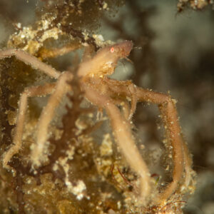 Long-legged spider crab clinging to algae at night, Komodo, Indonesia