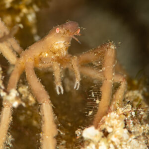 Spider crab close-up showing hairy legs and red eye, Komodo, Indonesia