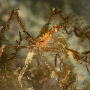 Slender orange spider crab camouflaged among filamentous algae, Komodo, Indonesia