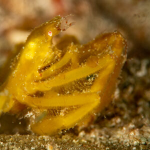 Yellow spider crab with folded legs on sand, close-up, Komodo, Indonesia