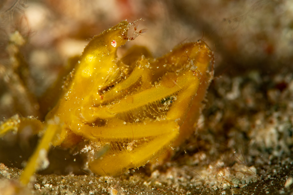 Crabe-araignée jaune aux pattes repliées sur le sable, gros plan, Komodo, Indonésie