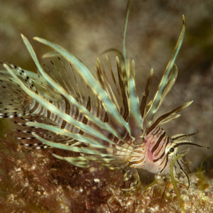 Juvenile lionfish with fanned pectoral fins over red algae, Komodo, Indonesia