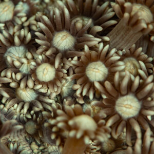 Night close-up of extended coral polyps with white centres, Komodo, Indonesia