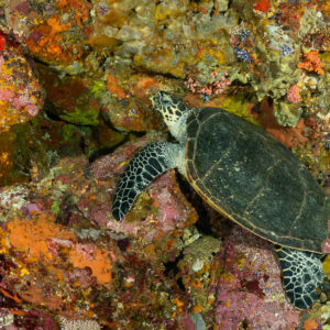 Tortue imbriquée posée sur un récif encroûté coloré, Komodo, Indonésie