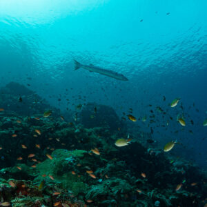 Solitary great barracuda swimming above the reef, Komodo, Indonesia