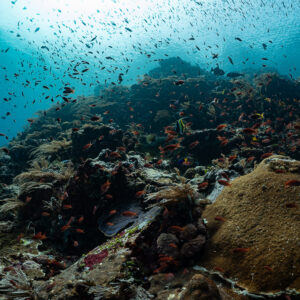 Reef slope with coral boulder and anthias under the surface, Komodo, Indonesia