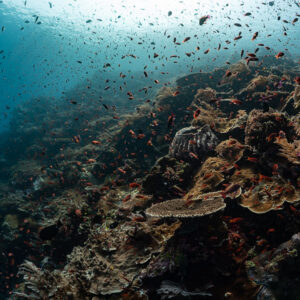 Anthias swarming above a coral-covered slope, darker framing, Komodo, Indonesia