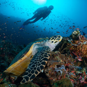 Tortue imbriquée sur le récif, plongeuse en silhouette au-dessus, Komodo, Indonésie