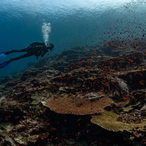 Diver swimming along a coral slope swarming with anthias, Komodo, Indonesia