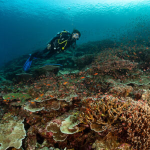 Diver looking at camera over a coral slope with anthias, Komodo, Indonesia