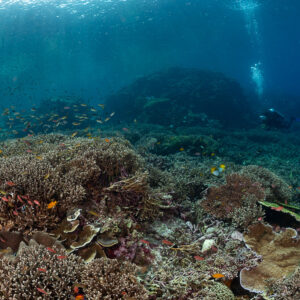 Distant diver beyond a dense field of hard corals, Komodo, Indonesia