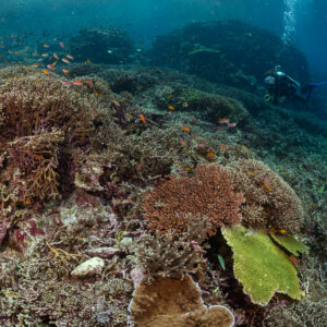 Diver behind branching coral heads and a yellow foliose coral, Komodo, Indonesia