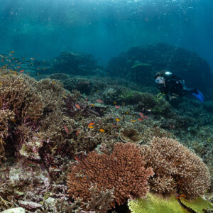 Diver among coral heads, reddish branching coral in foreground, Komodo, Indonesia