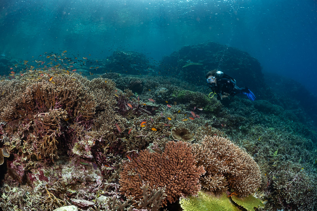 Plongeuse parmi les massifs coralliens, corail branchu rougeâtre au premier plan, Komodo, Indonésie
