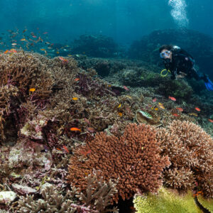 Diver facing camera beyond red branching coral heads, Komodo, Indonesia