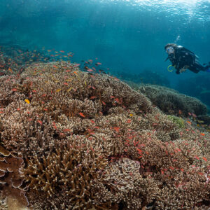 Diver above a sprawling hard-coral reef with anthias, Komodo, Indonesia