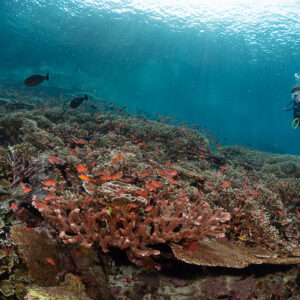 Diver beyond a reef top covered with red-tinted branching corals, Komodo, Indonesia