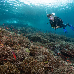 Diver looking at camera above a dense coral reef top, Komodo, Indonesia