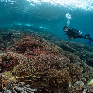 Diver swimming across a coral reef top near the surface, Komodo, Indonesia
