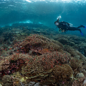 Diver swimming away over a coral reef top, bubbles rising, Komodo, Indonesia
