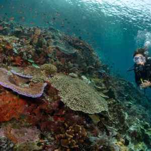 Diver close to a colourful reef with purple-rimmed coral, Komodo, Indonesia