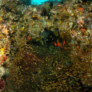 School of sweepers in a reef crevice, vertical framing, Komodo, Indonesia