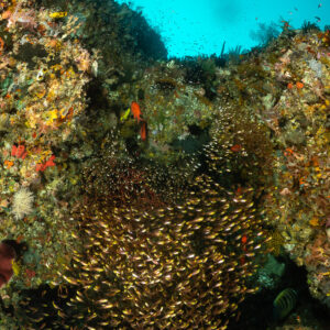 School of sweepers sheltering in a reef hollow, sunlit water above, Komodo, Indonesia