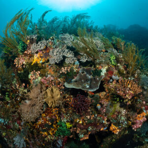 Colourful reef pinnacle with bushy black corals and sea fans, Komodo, Indonesia