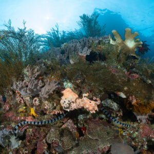 Sea krait crossing a colourful reef under bushy corals, Komodo, Indonesia