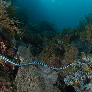 Sea krait swimming over a reef among black corals, Komodo, Indonesia